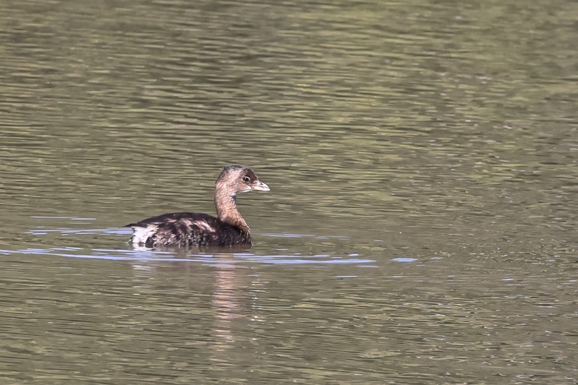 Txilinporta mokolodia - ML644631669