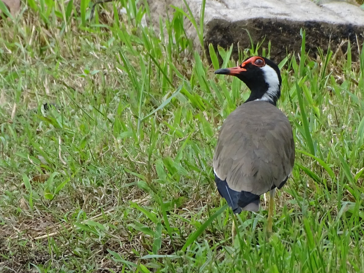 Hegabera musugorria - ML644631671