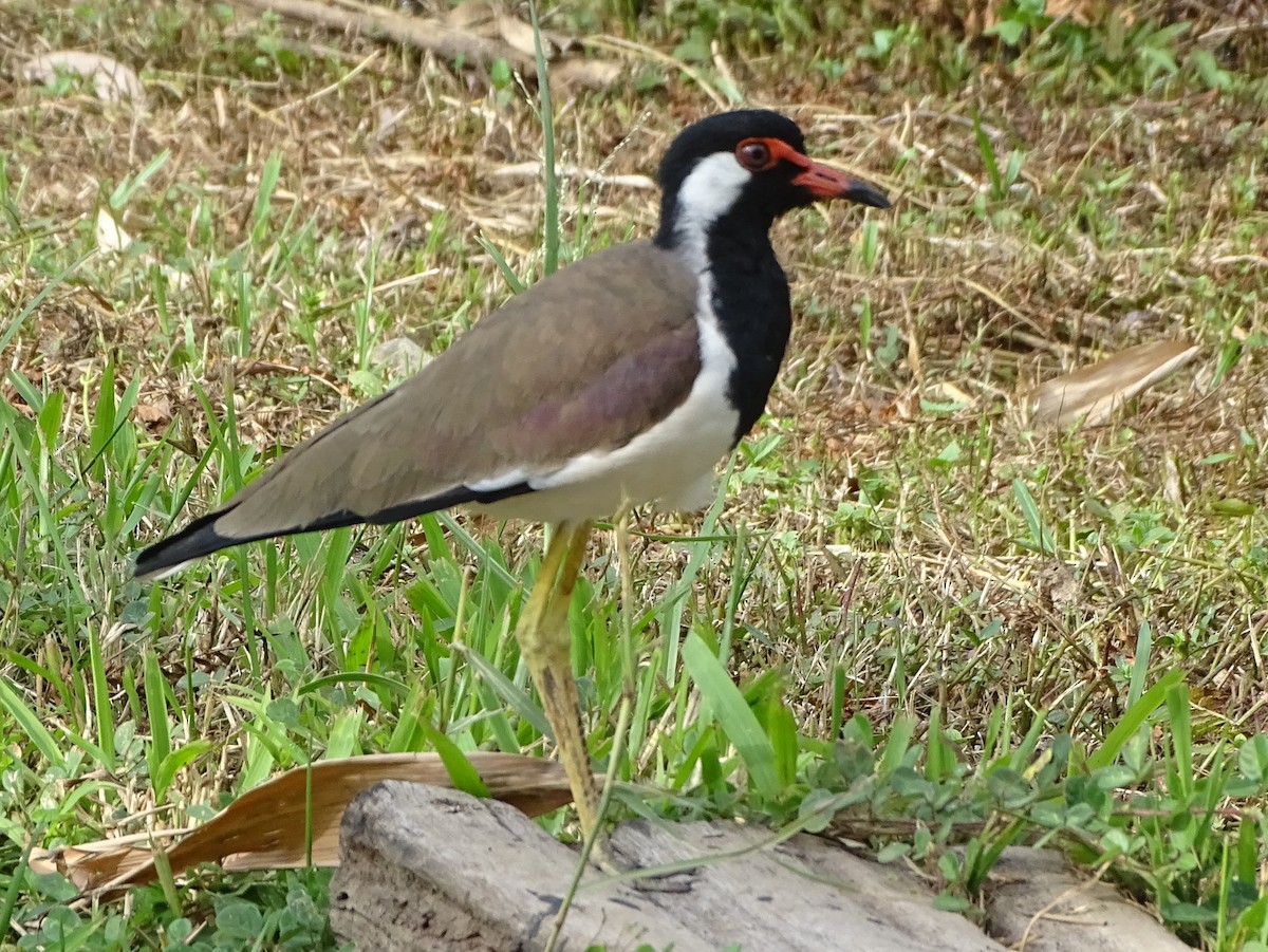 Hegabera musugorria - ML644631672