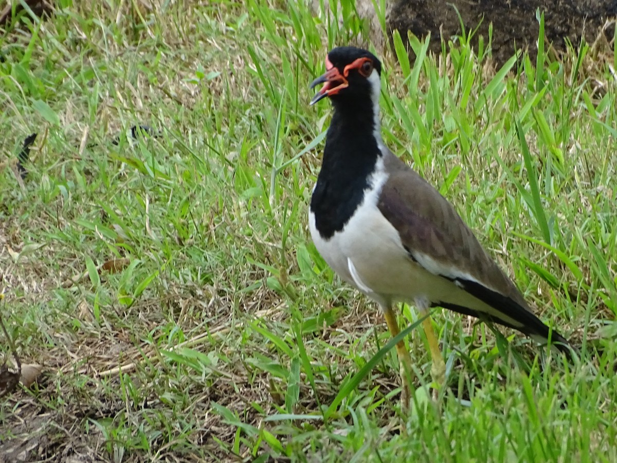 Hegabera musugorria - ML644631673