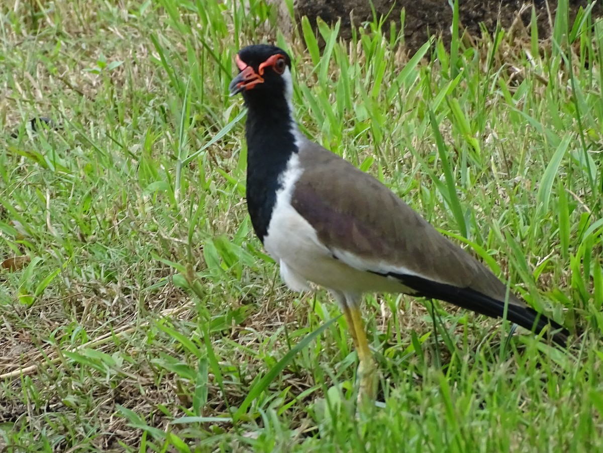Hegabera musugorria - ML644631674