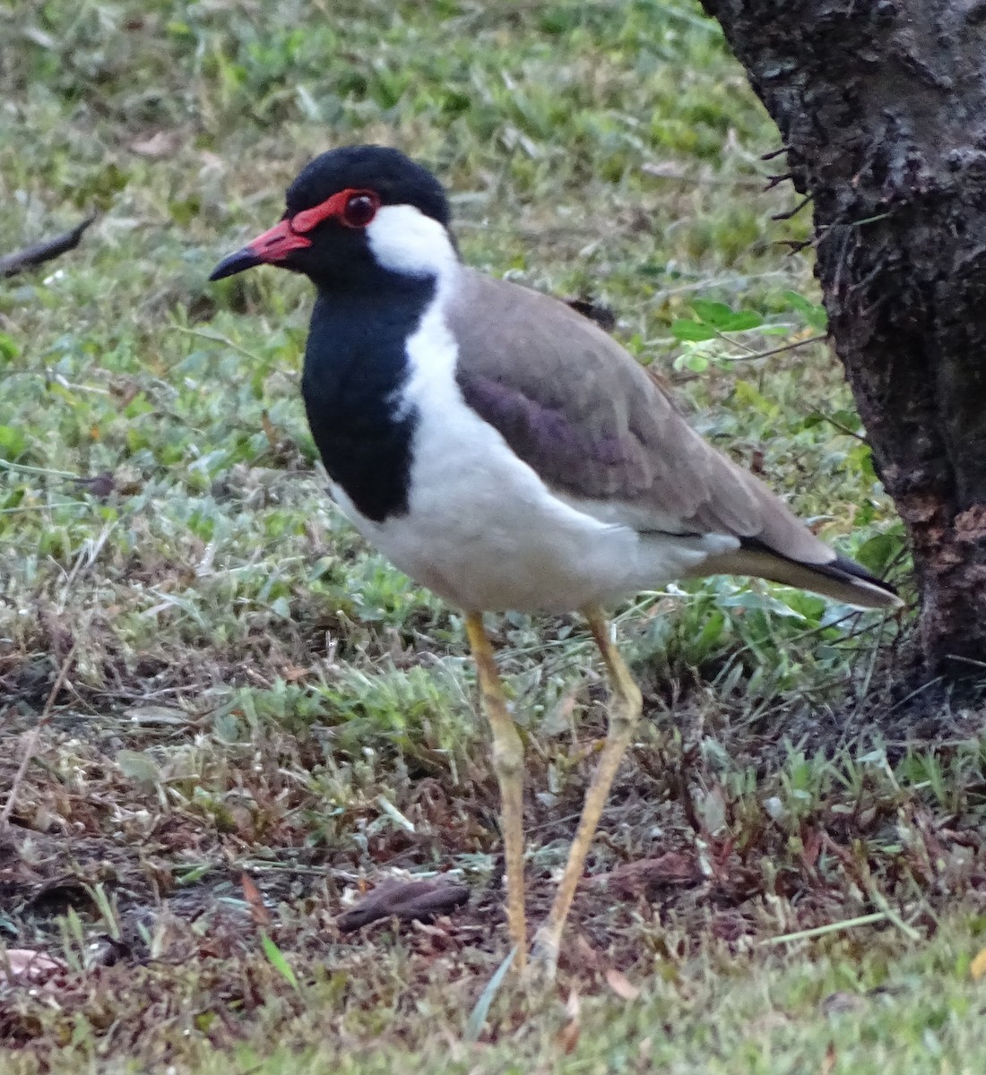 Hegabera musugorria - ML644631675