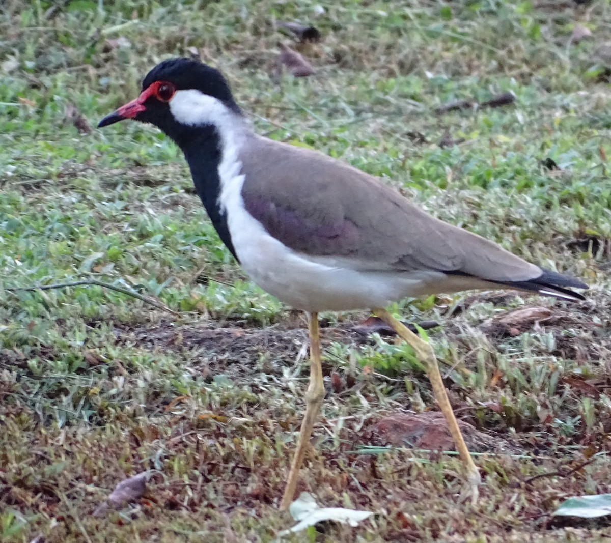 Hegabera musugorria - ML644631676