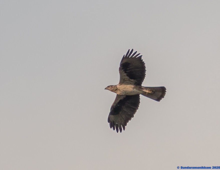 Habichtsadler - ML644631678