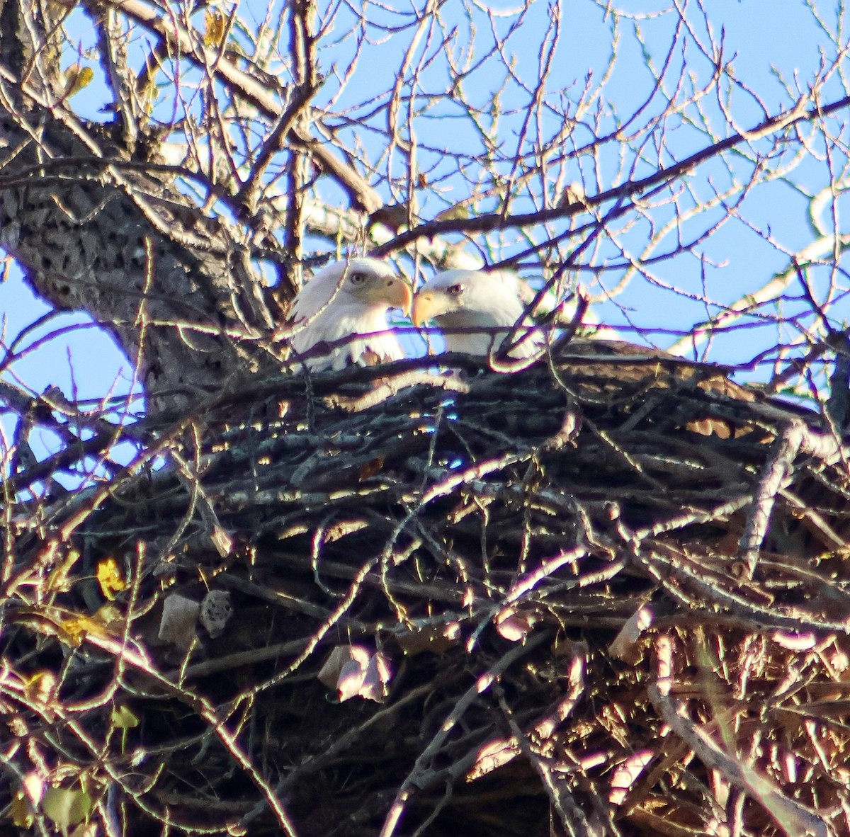 Itsas arrano buruzuria - ML644631679