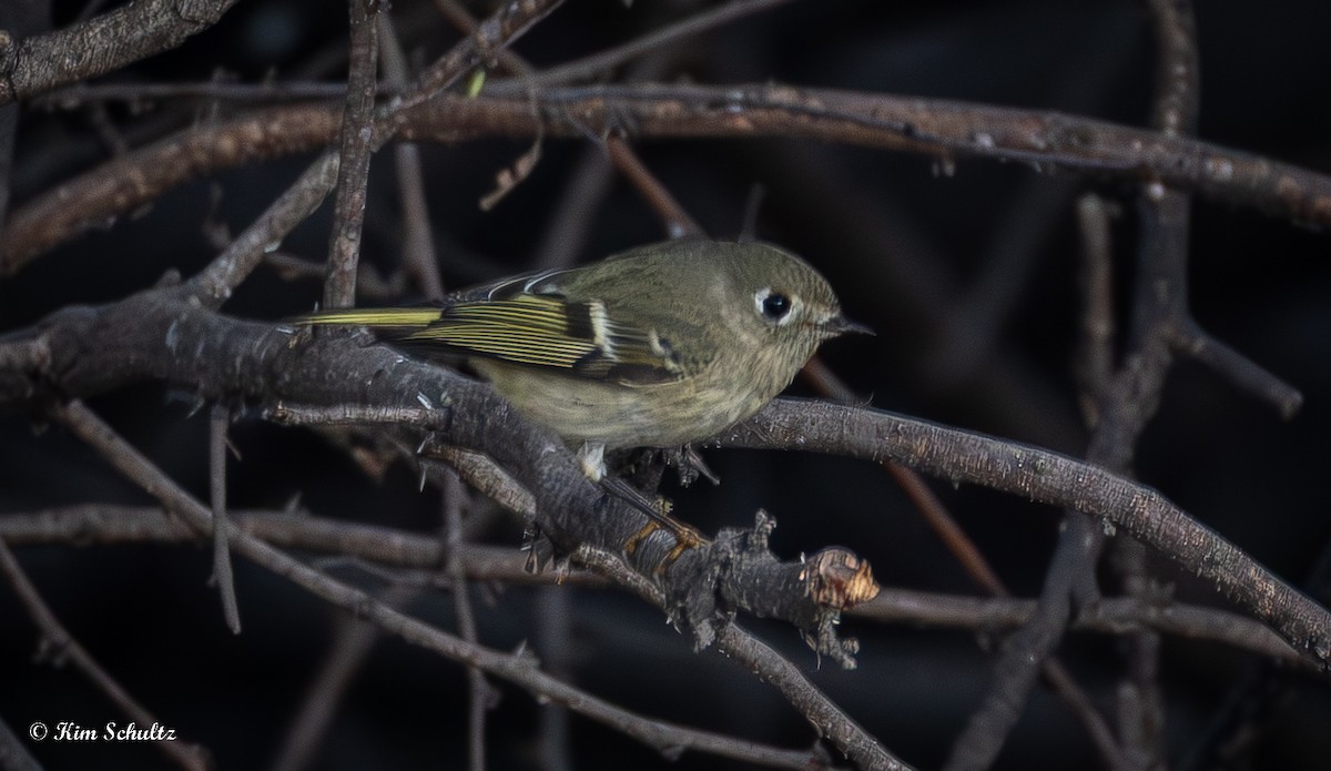 králíček americký - ML644631682