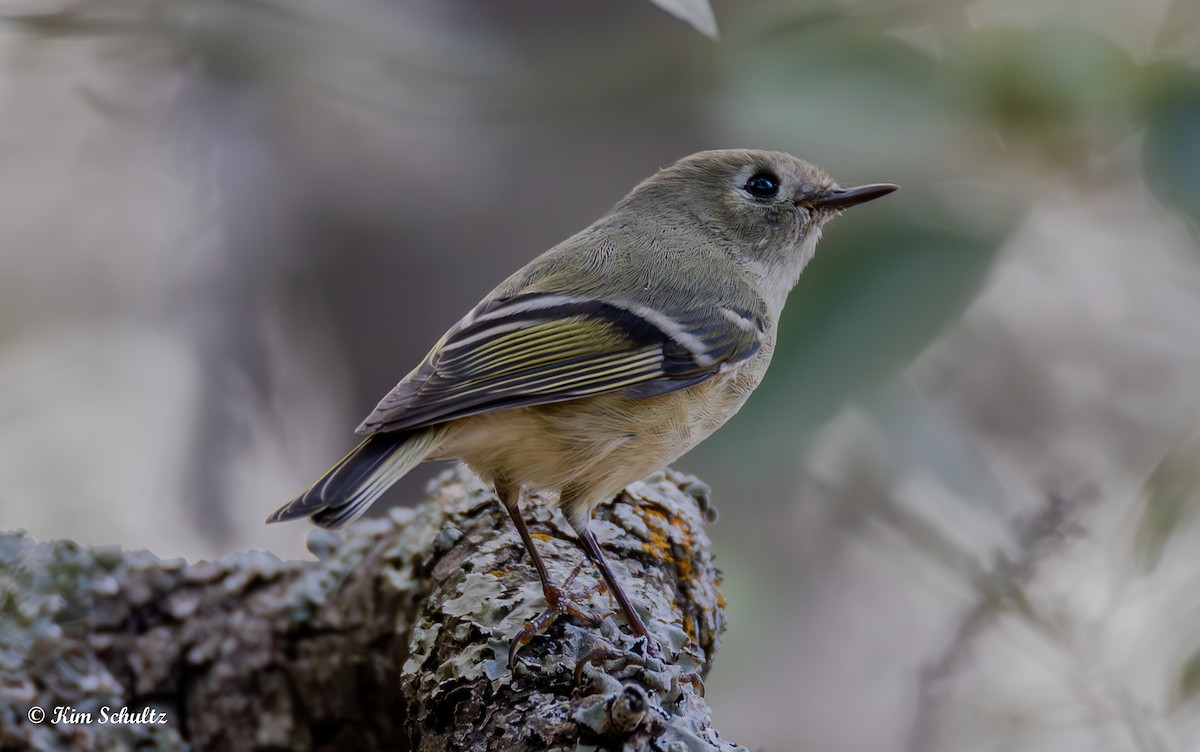 králíček americký - ML644631683