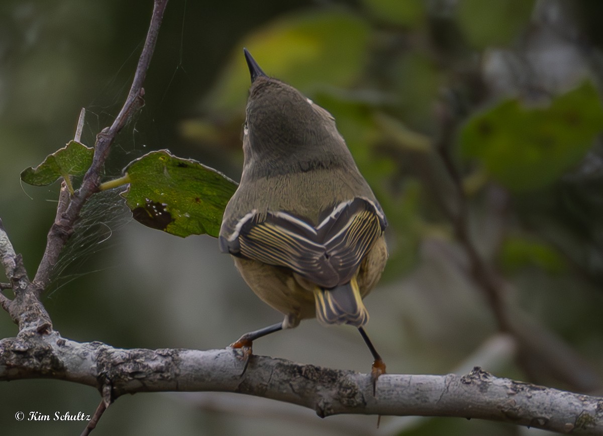 králíček americký - ML644631684