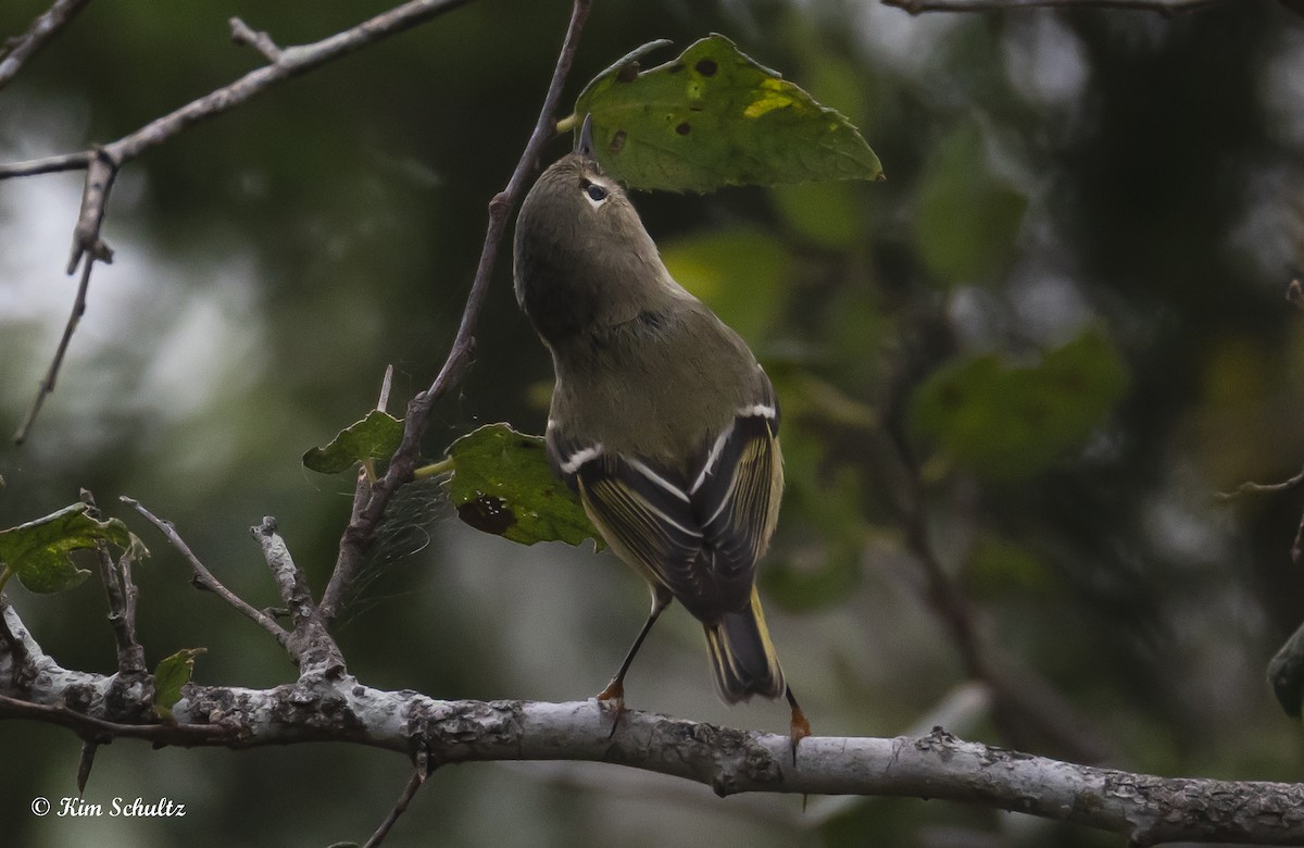 králíček americký - ML644631685