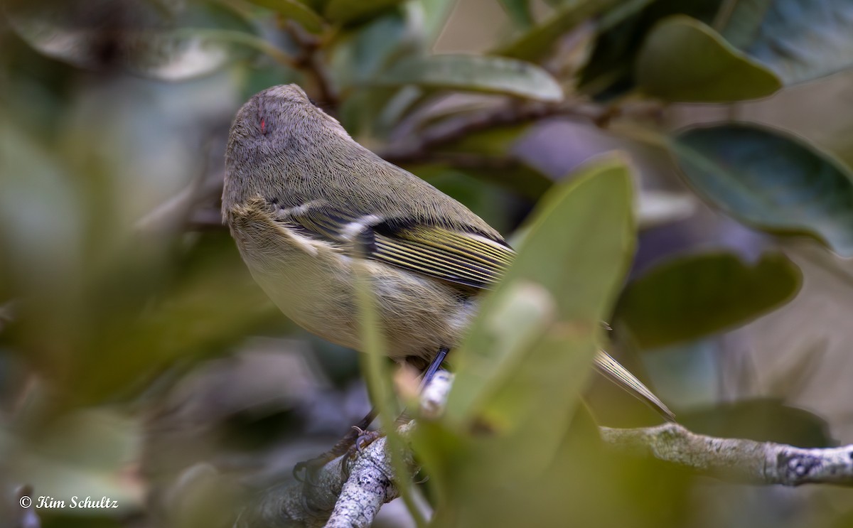 králíček americký - ML644631686