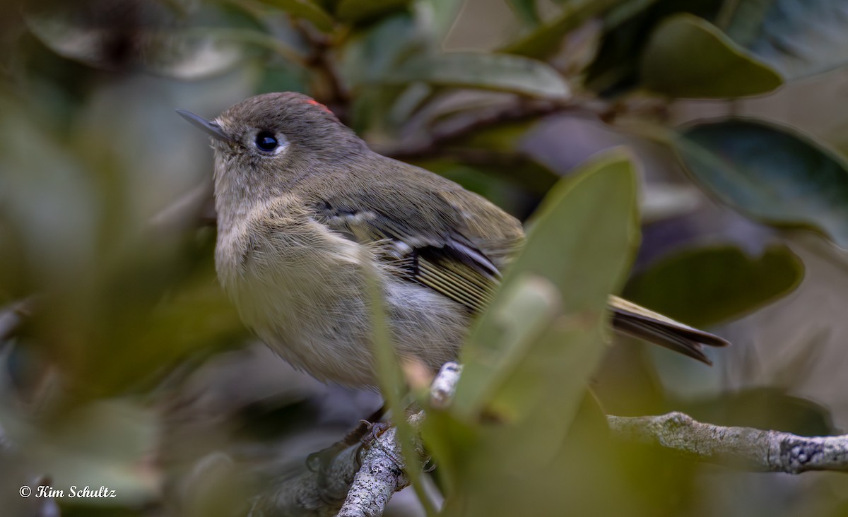 králíček americký - ML644631687