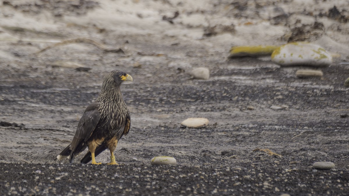 Karakara australa - ML644631691