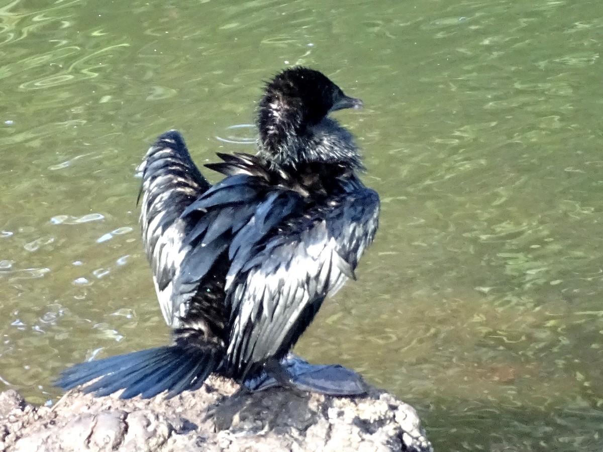 Little Cormorant - ML644631692