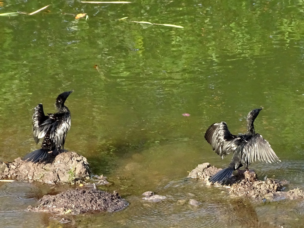 Little Cormorant - ML644631693