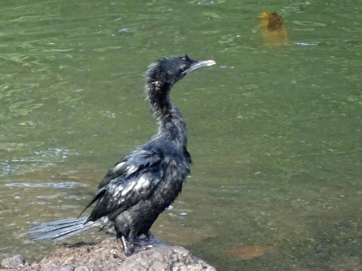 Little Cormorant - ML644631694
