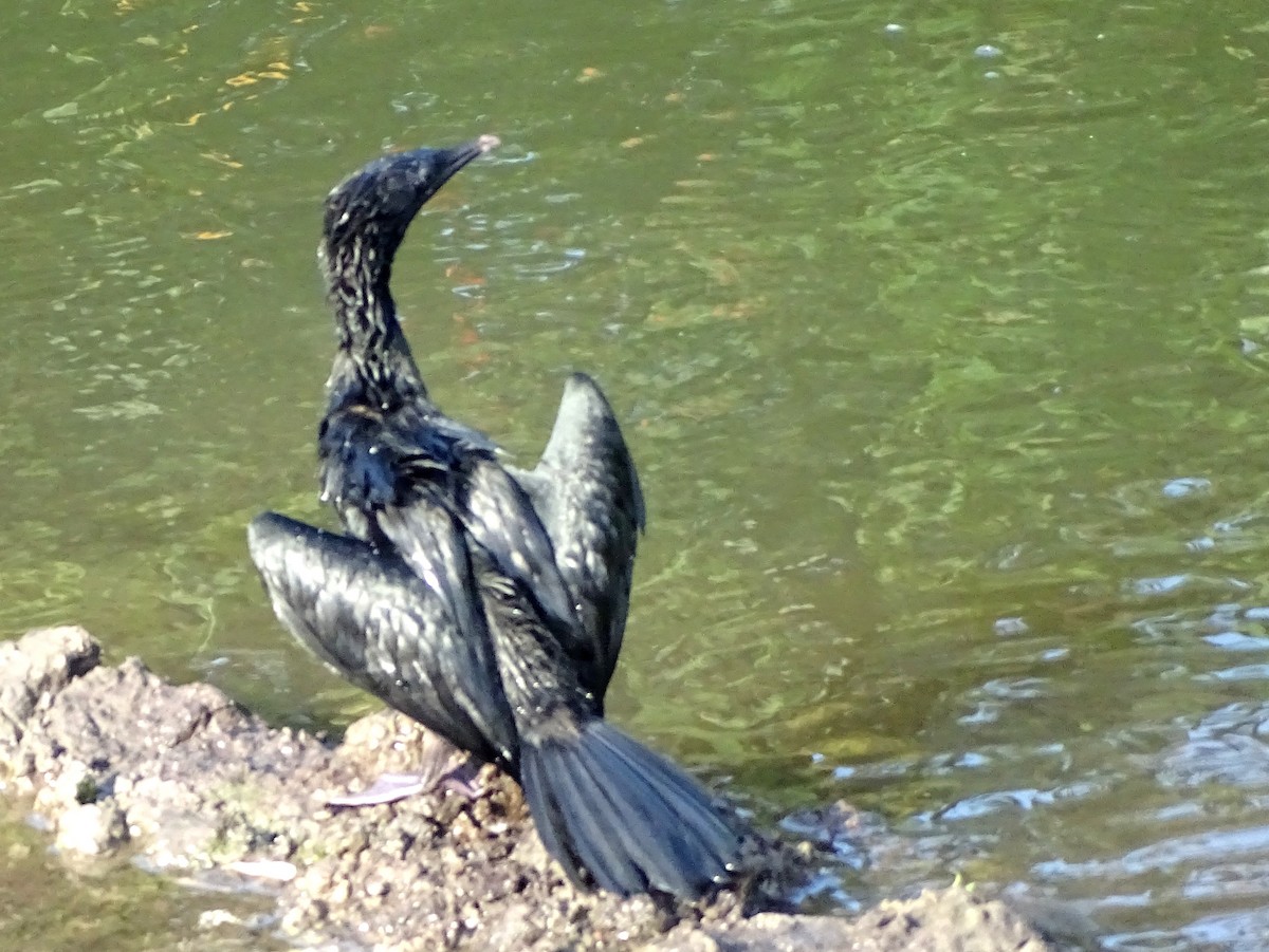 Little Cormorant - ML644631695