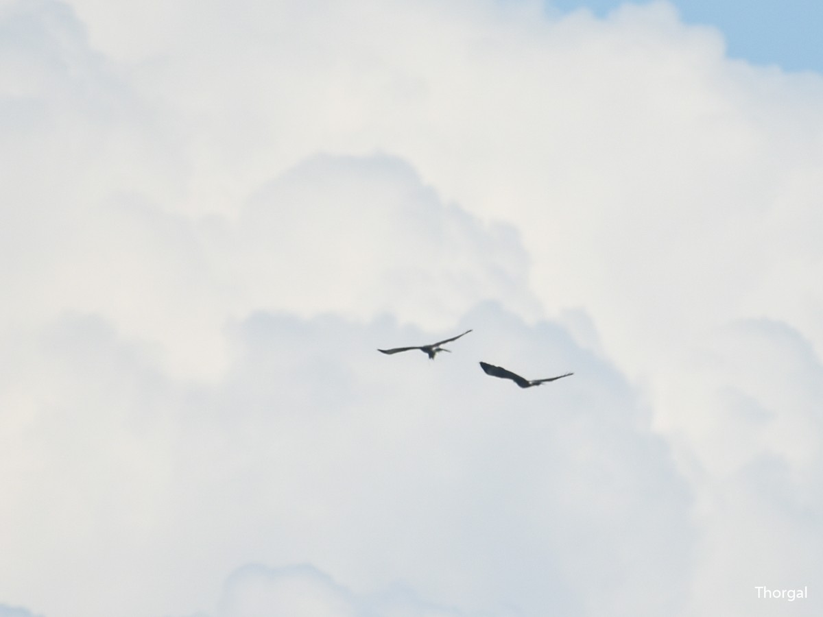 Harris zapelatza - ML644631697