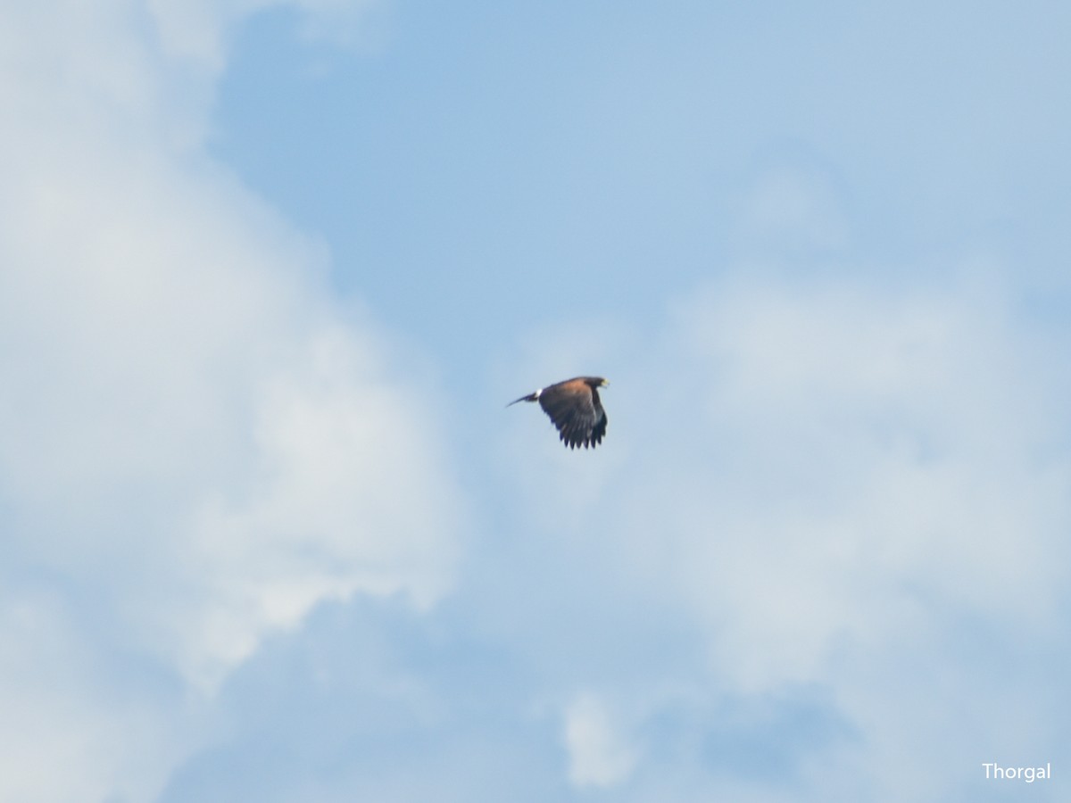 Harris zapelatza - ML644631699