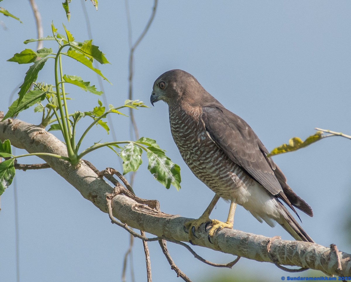 Schikrasperber - ML644631700