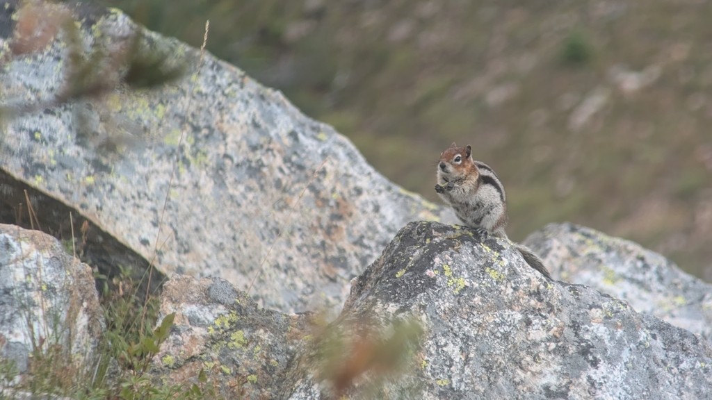 Goldmantelziesel - ML644631720