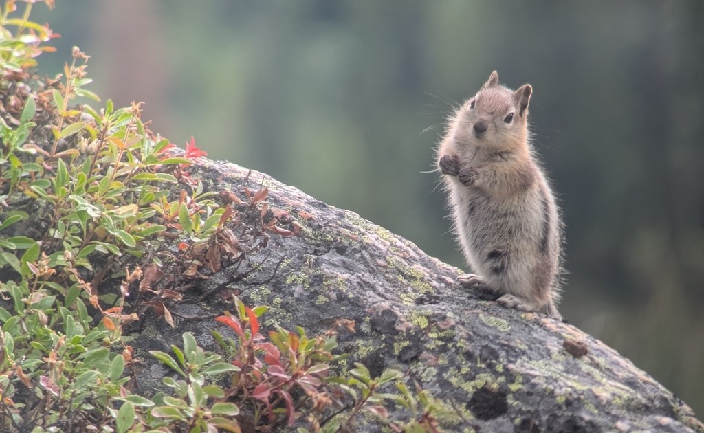 Goldmantelziesel - ML644631721