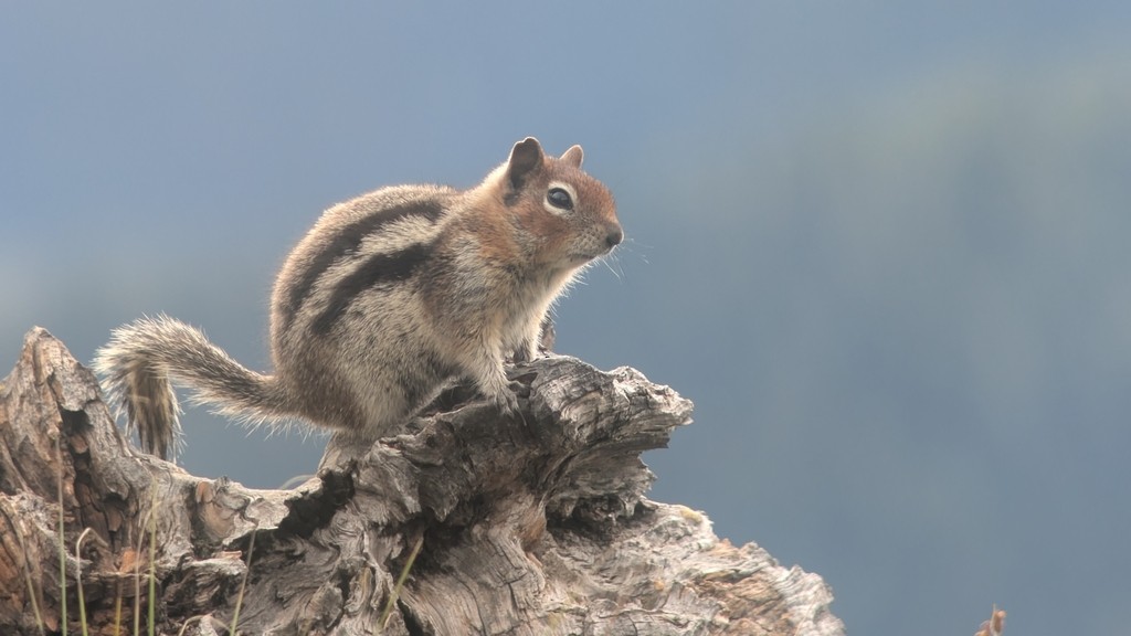 Goldmantelziesel - ML644631722