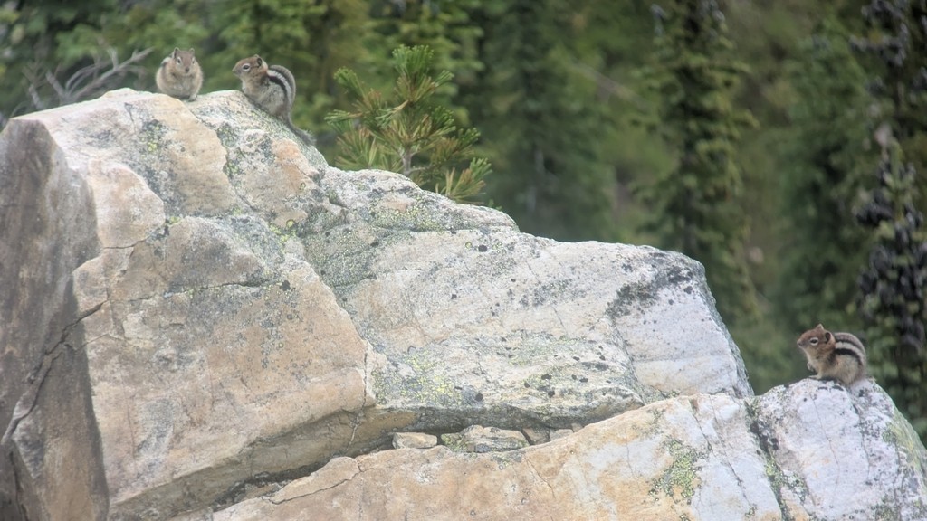 Goldmantelziesel - ML644631723