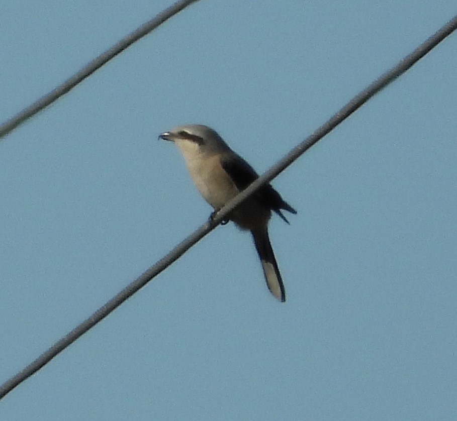 Loggerhead Shrike - ML644631727