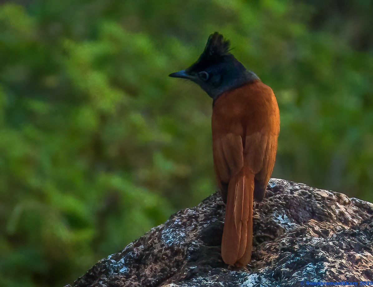 Hainparadiesschnäpper - ML644631730