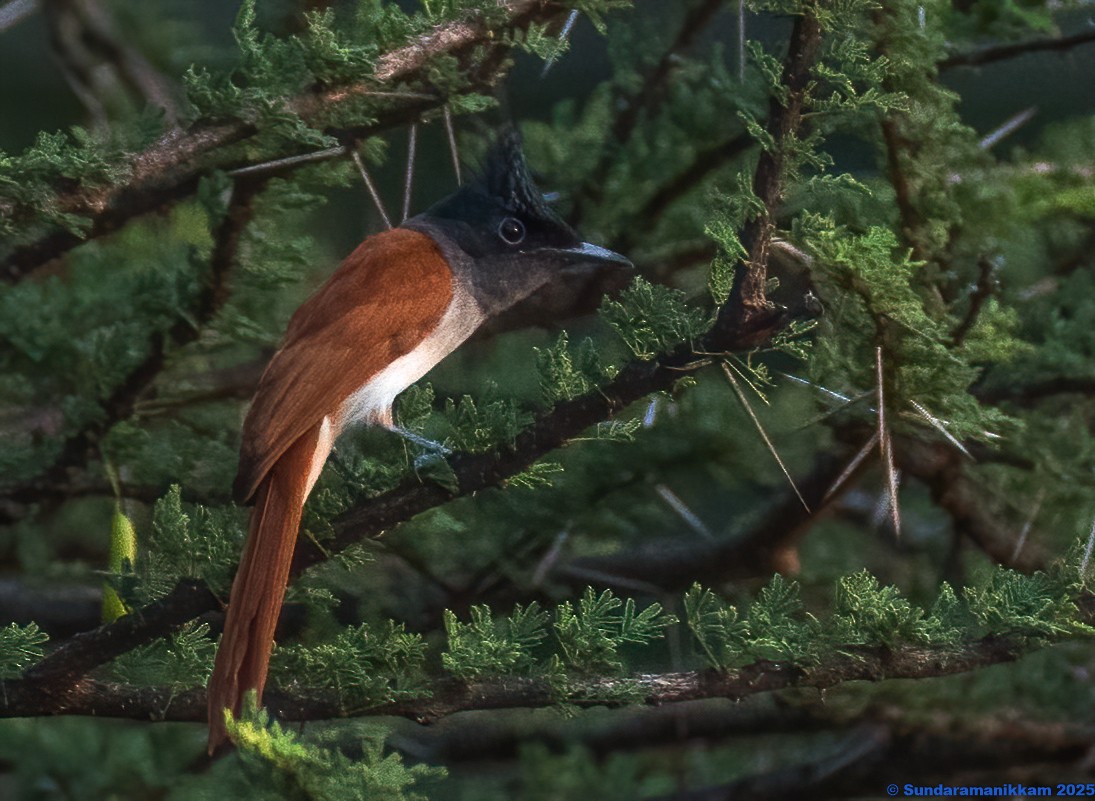 Hainparadiesschnäpper - ML644631731