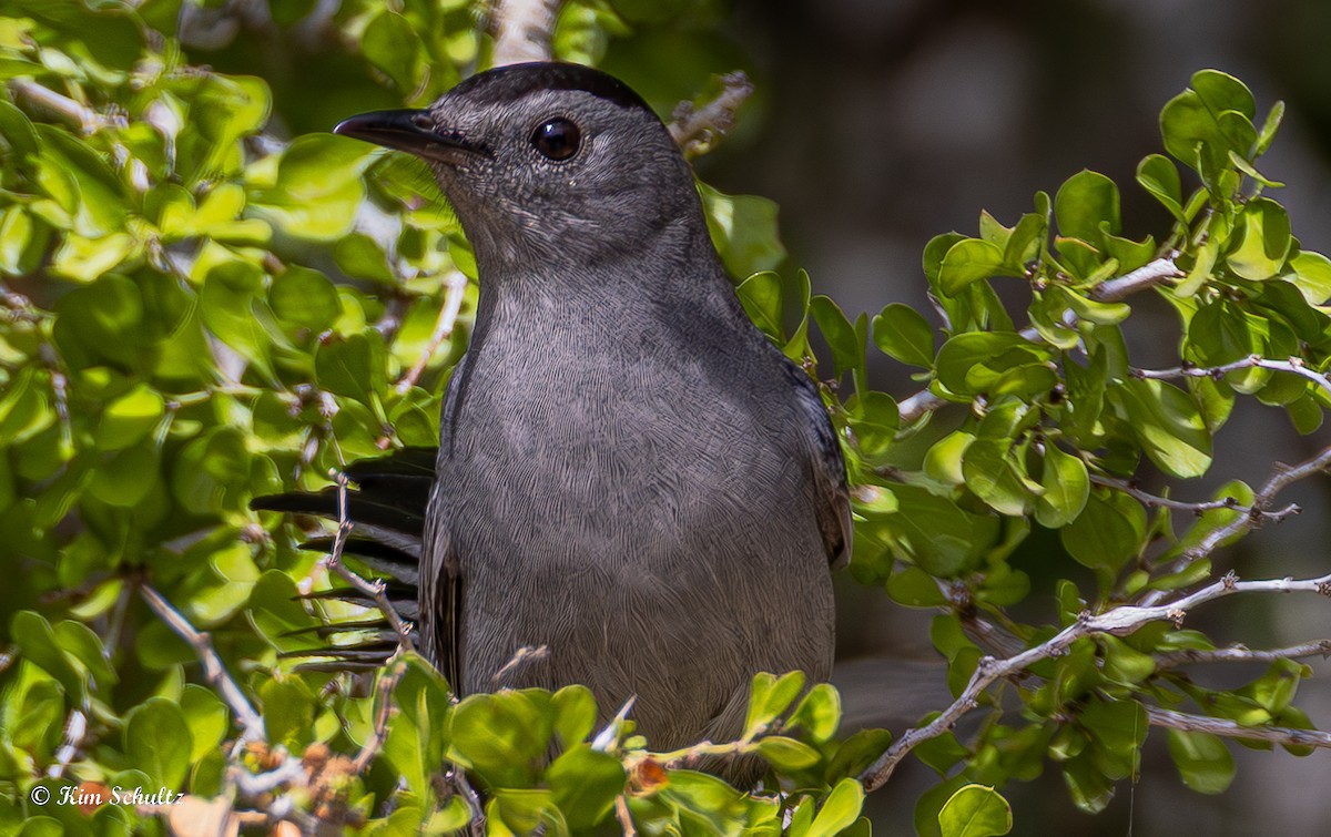 drozdec černohlavý - ML644631732