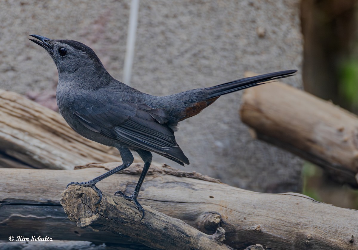 drozdec černohlavý - ML644631734