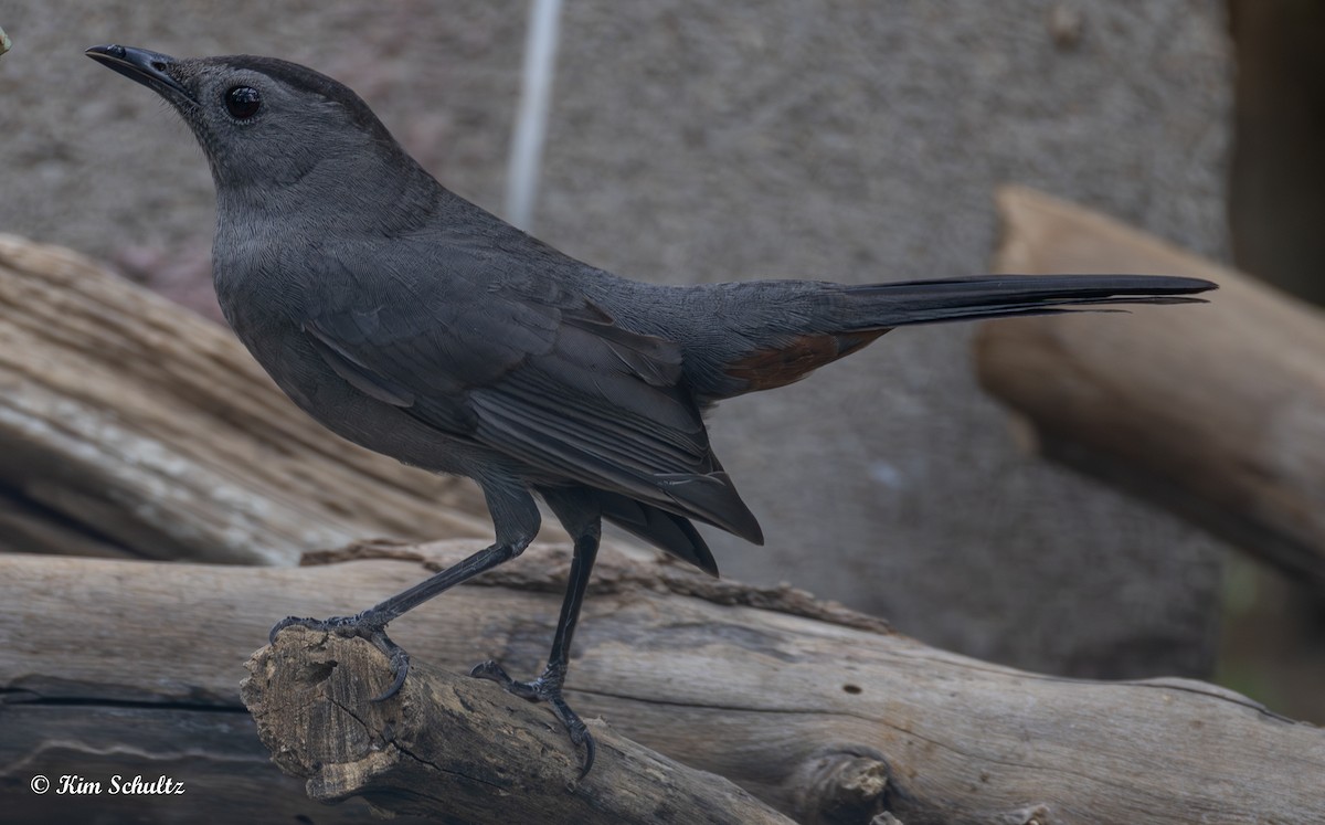 drozdec černohlavý - ML644631735