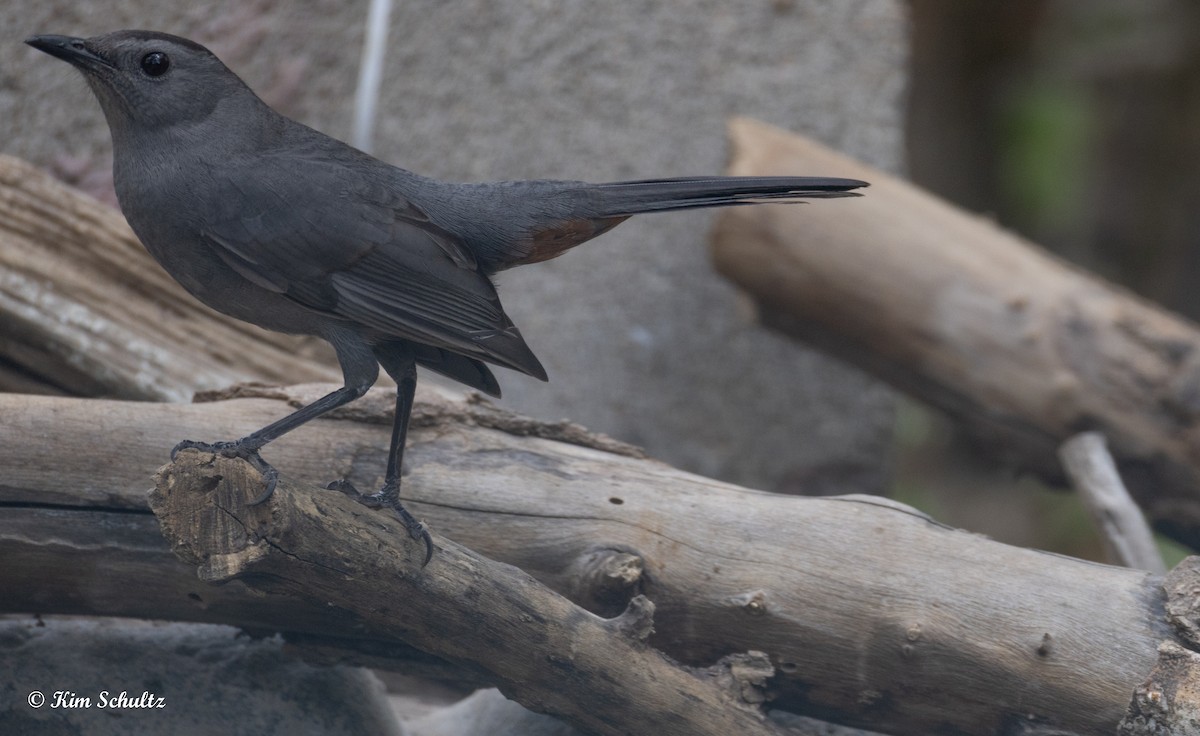 drozdec černohlavý - ML644631736