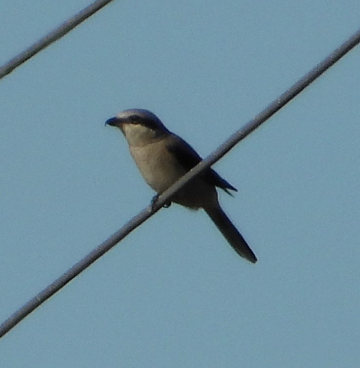 Loggerhead Shrike - ML644631737