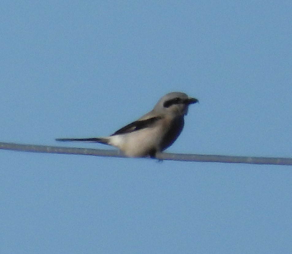 Loggerhead Shrike - ML644631743