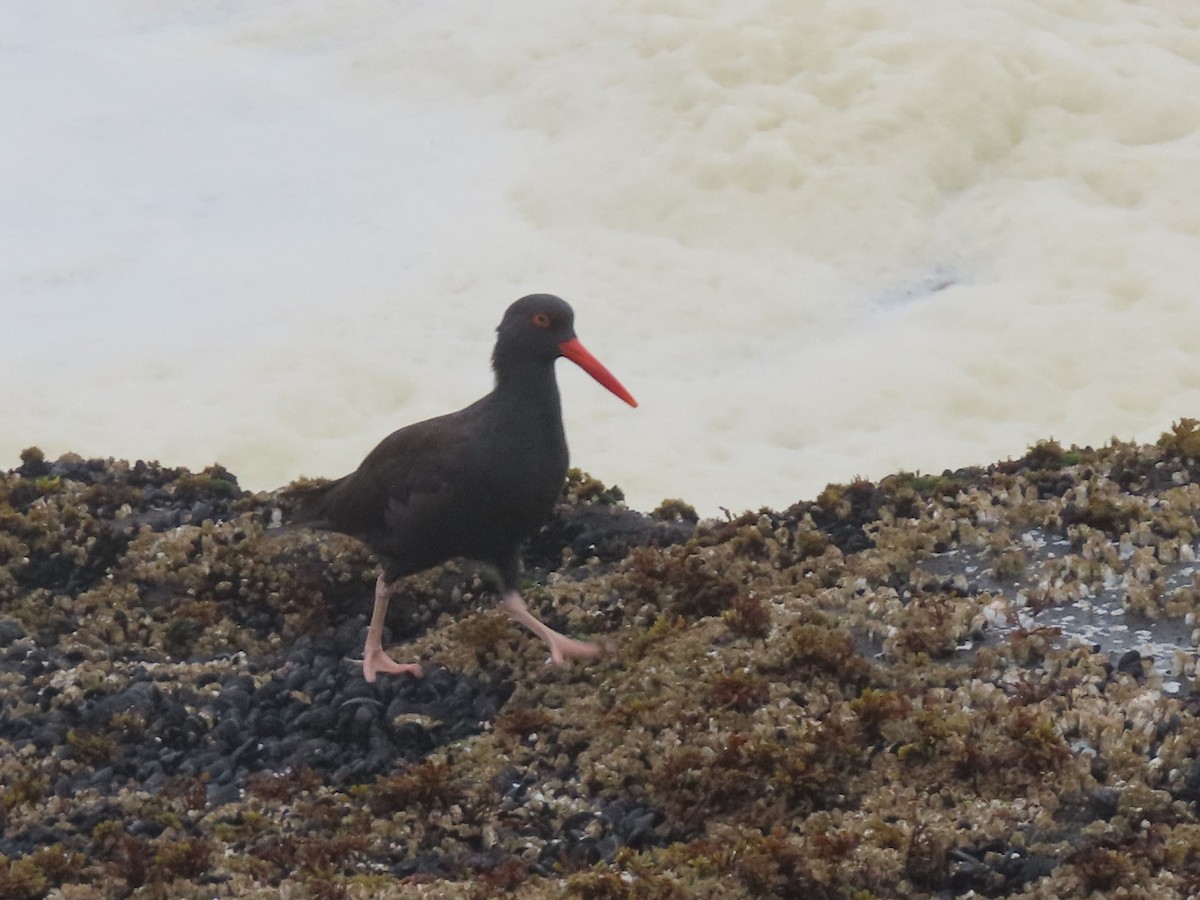 Huîtrier de Bachman - ML644631759