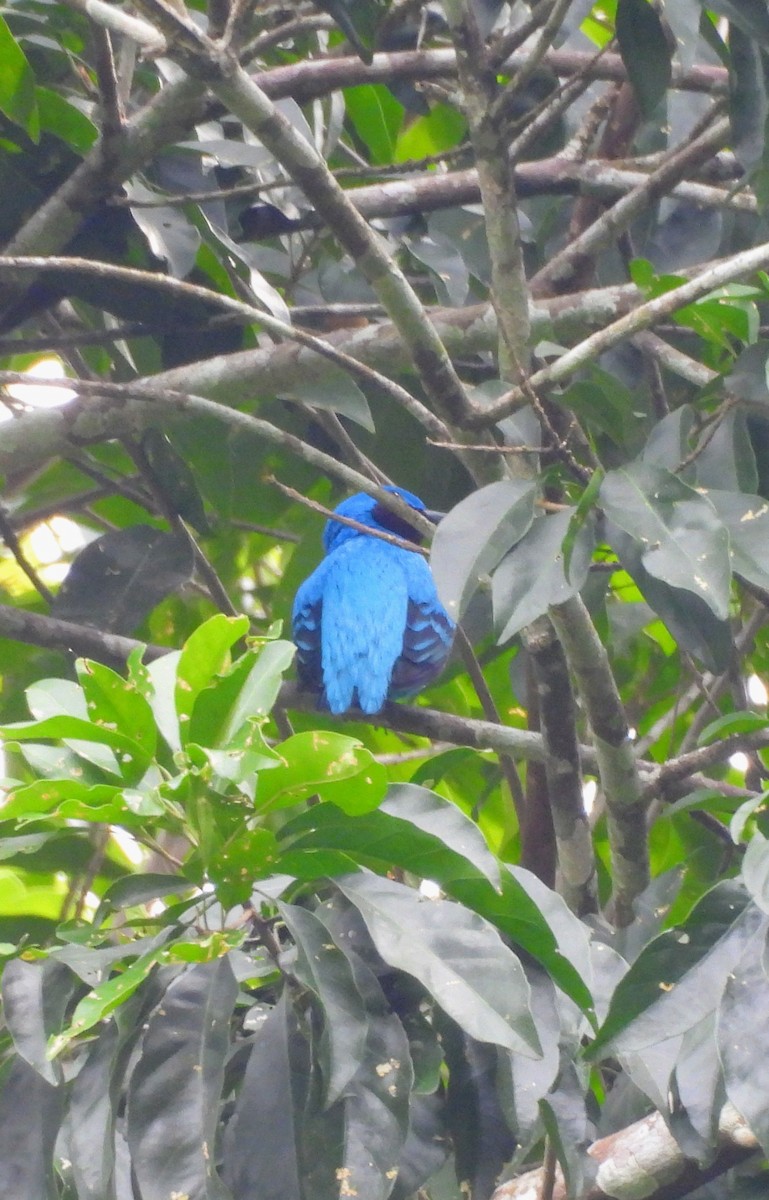 Cotinga Azulejo - ML644631760