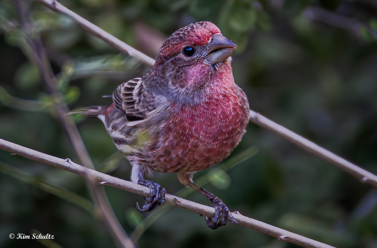 Roselin familier - ML644631761