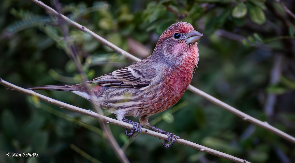 Roselin familier - ML644631762