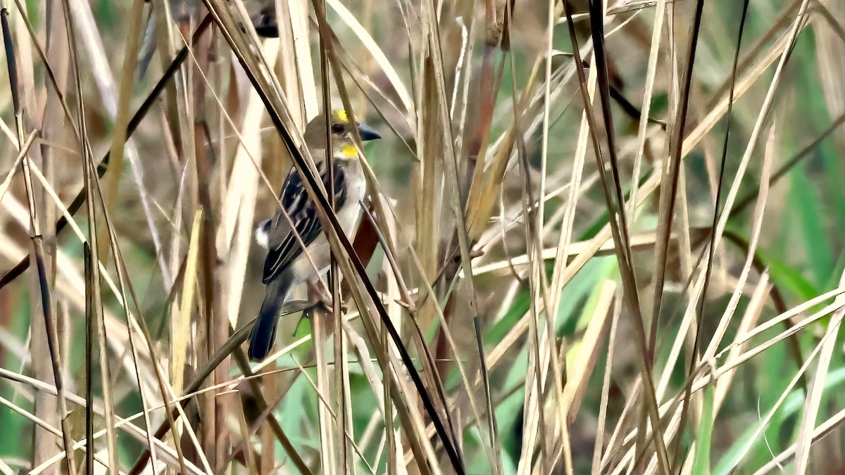 Großschnabelweber - ML644631765