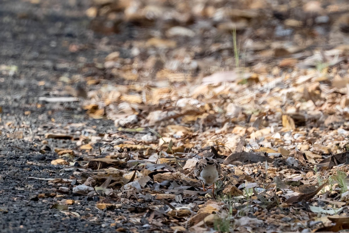 Black-fronted Dotterel - ML644631767