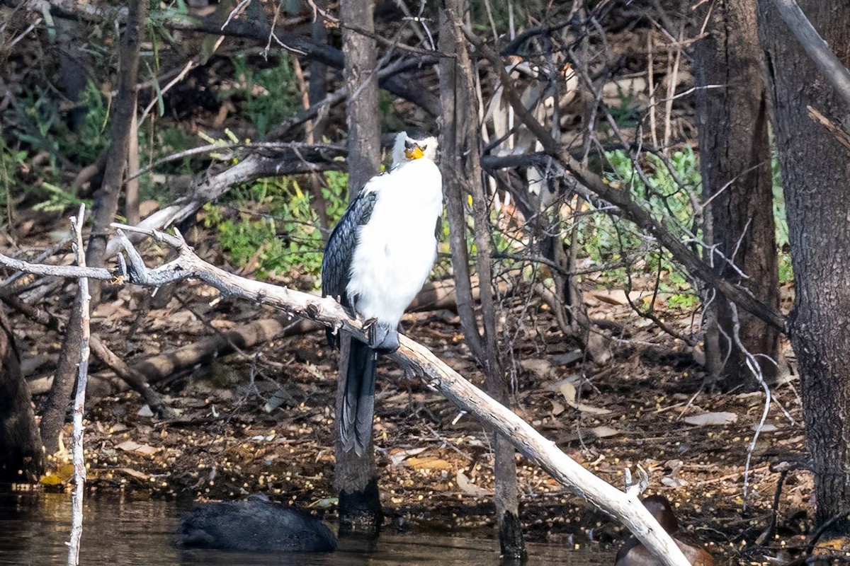 Little Pied Cormorant - ML644631770