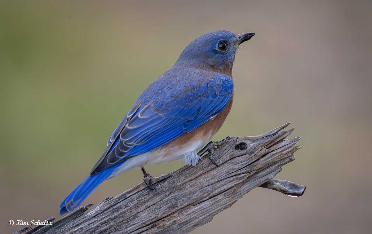 Eastern Bluebird - ML644631773