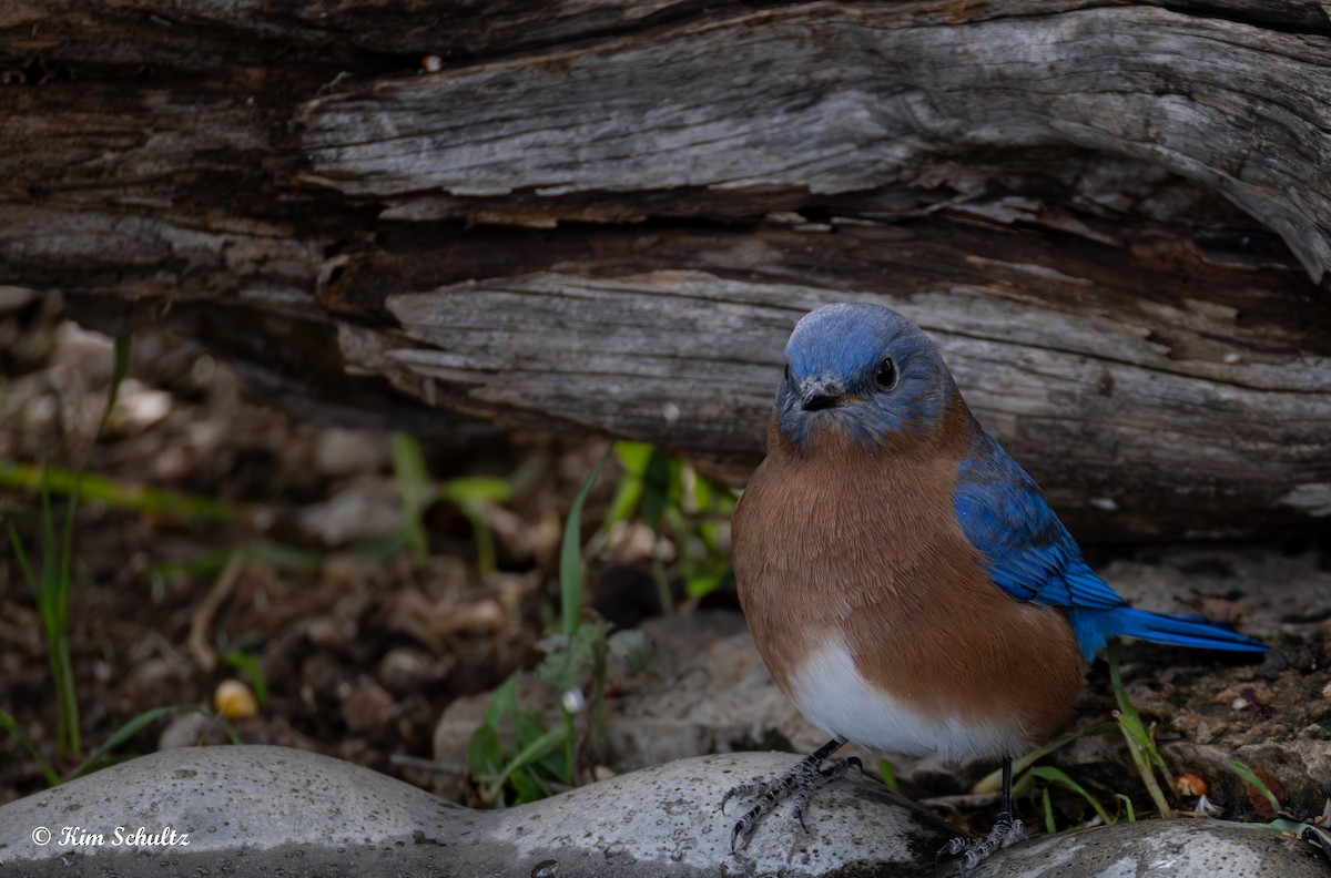 Eastern Bluebird - ML644631774