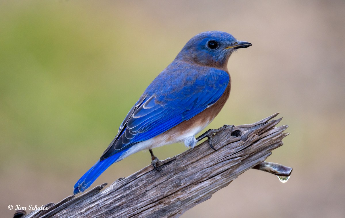 Eastern Bluebird - ML644631775