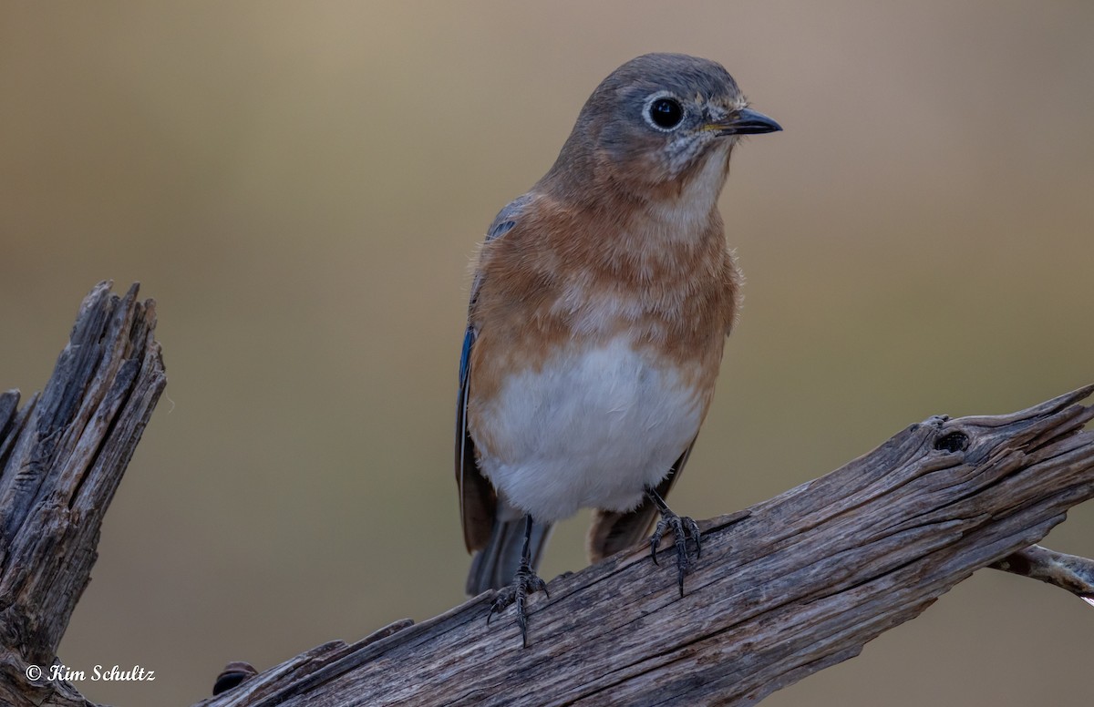 Eastern Bluebird - ML644631776