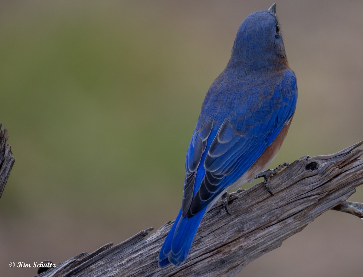 Eastern Bluebird - ML644631777