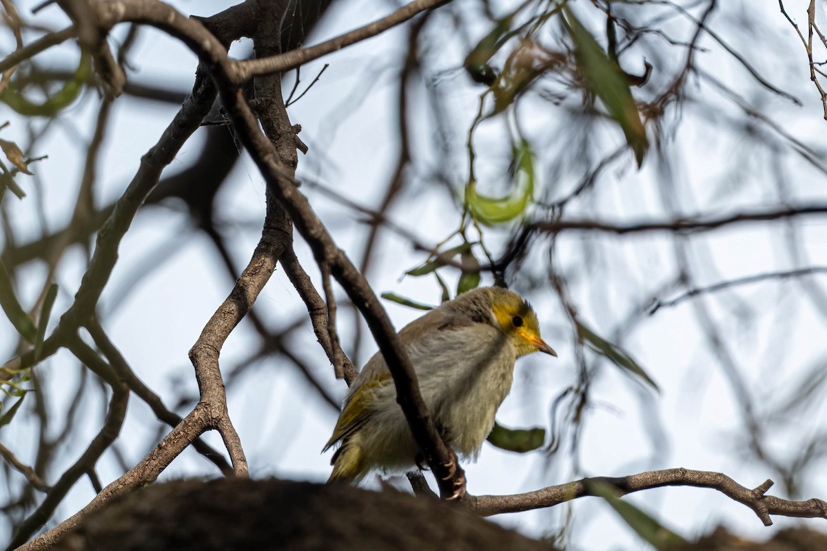 White-plumed Honeyeater - ML644631780