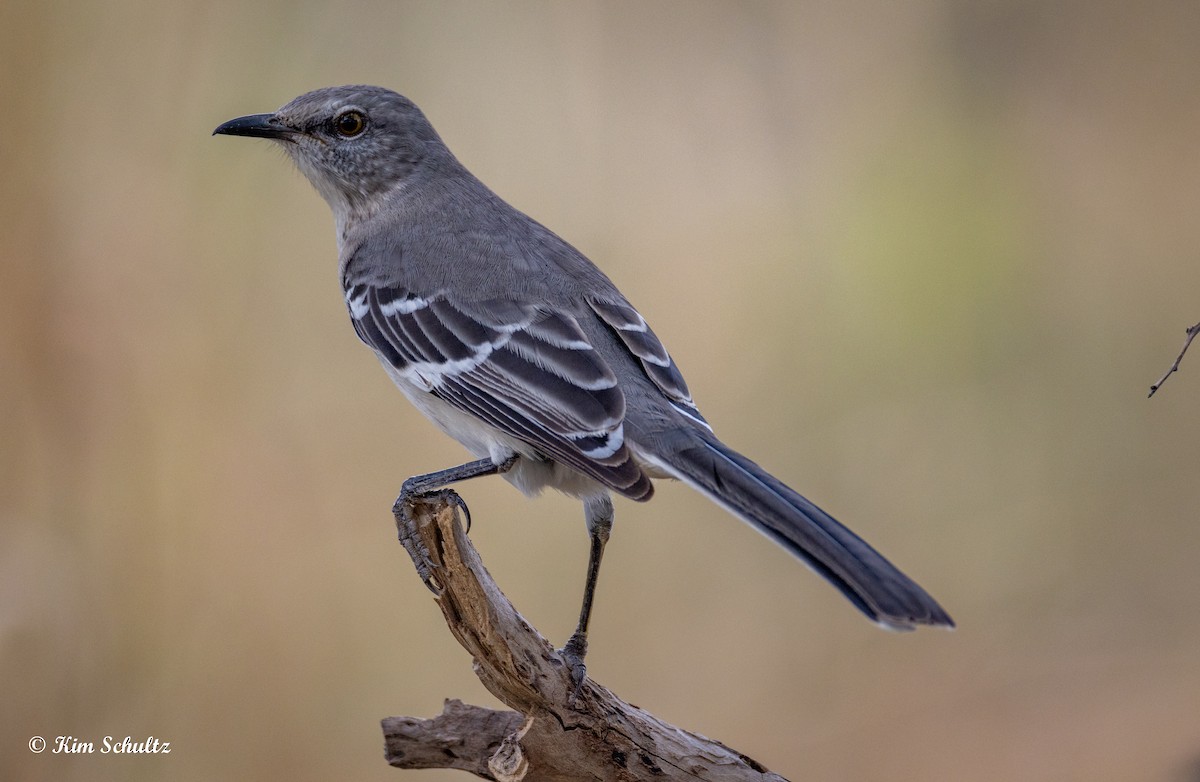 Northern Mockingbird - ML644631785
